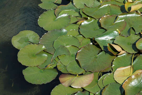 Image of European white waterlily