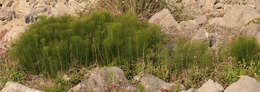 Image of Great Horsetail