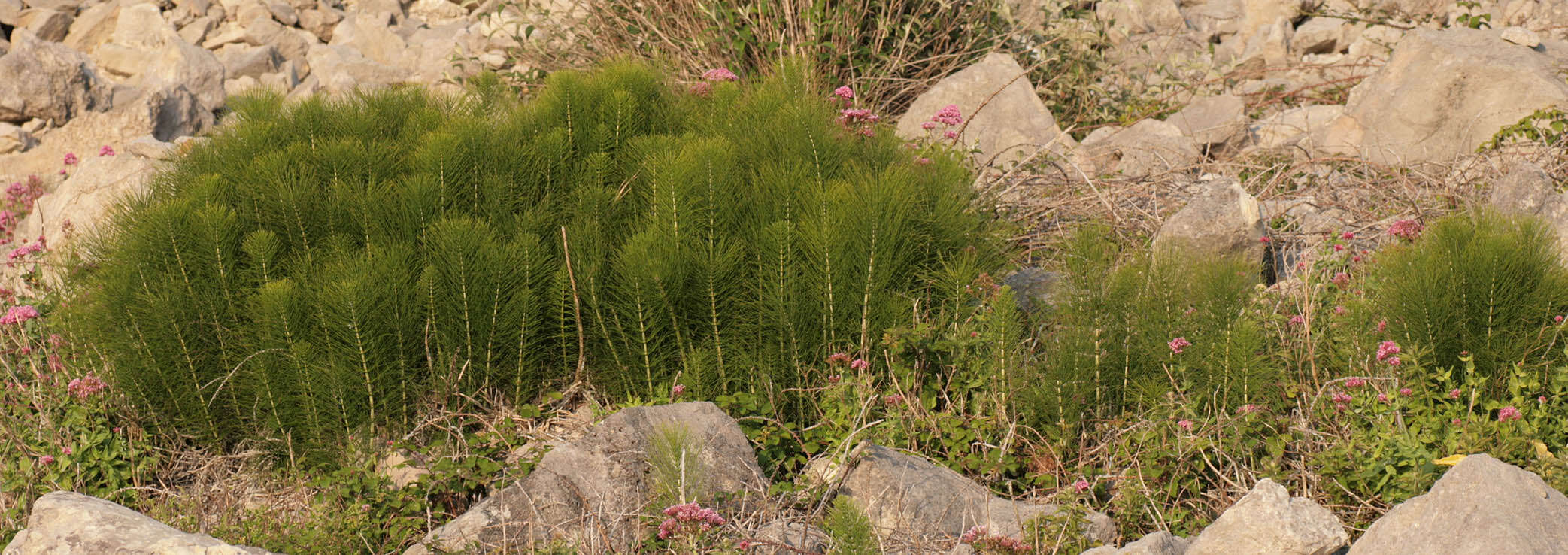 Image of Great Horsetail