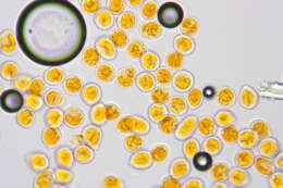 Image of Trachyspora