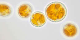 Image of Trachyspora