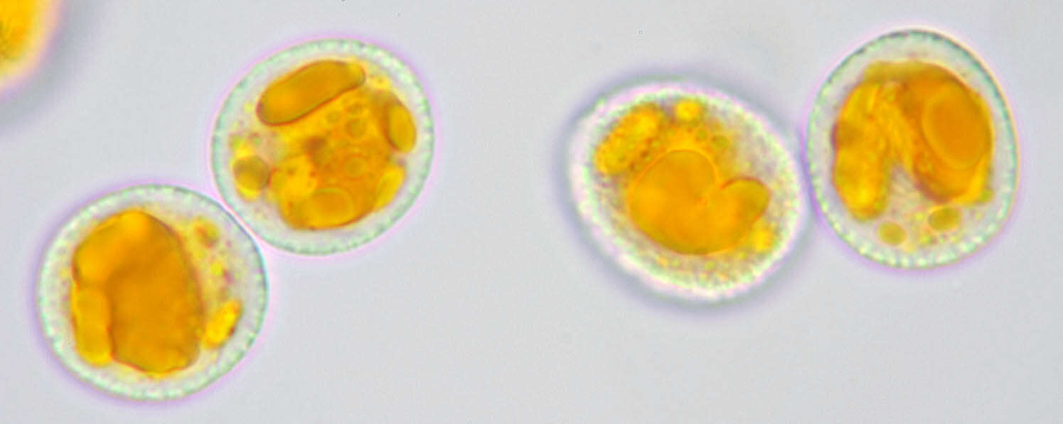 Image of Trachyspora