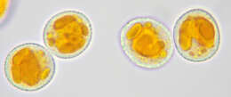 Image of Trachyspora