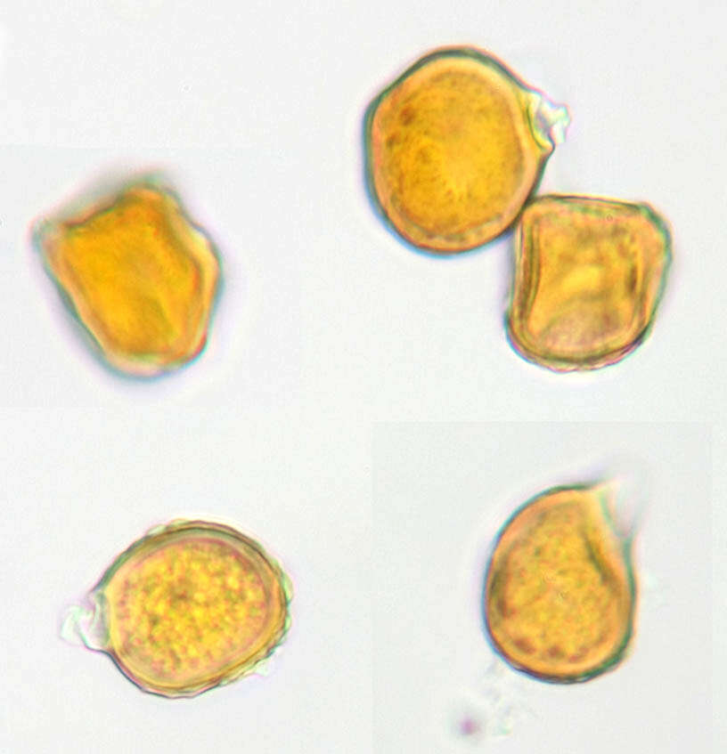 Image of Trachyspora