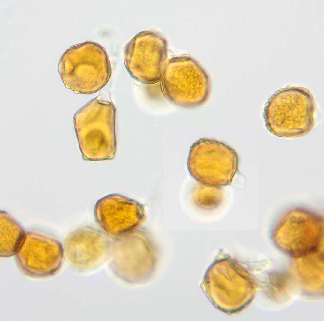 Image of Trachyspora