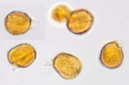 Image of Trachyspora