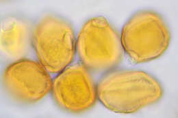 Image of Trachyspora