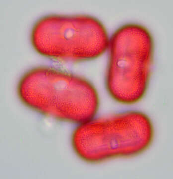 Image of Daucus carota subsp. gummifer (Syme) Hook. fil.