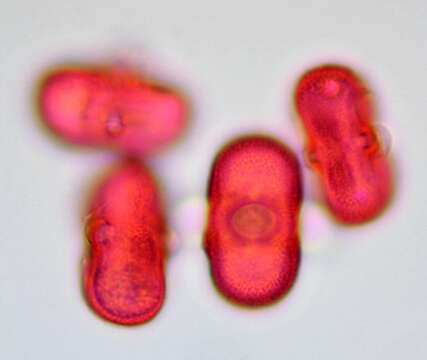 Image of Daucus carota subsp. gummifer (Syme) Hook. fil.