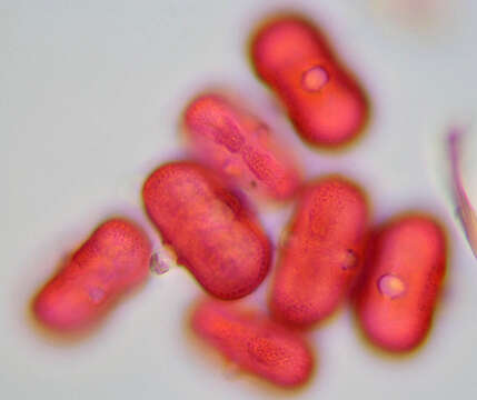 Image of Daucus carota subsp. gummifer (Syme) Hook. fil.