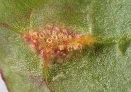 Puccinia major Dietel 1894的圖片