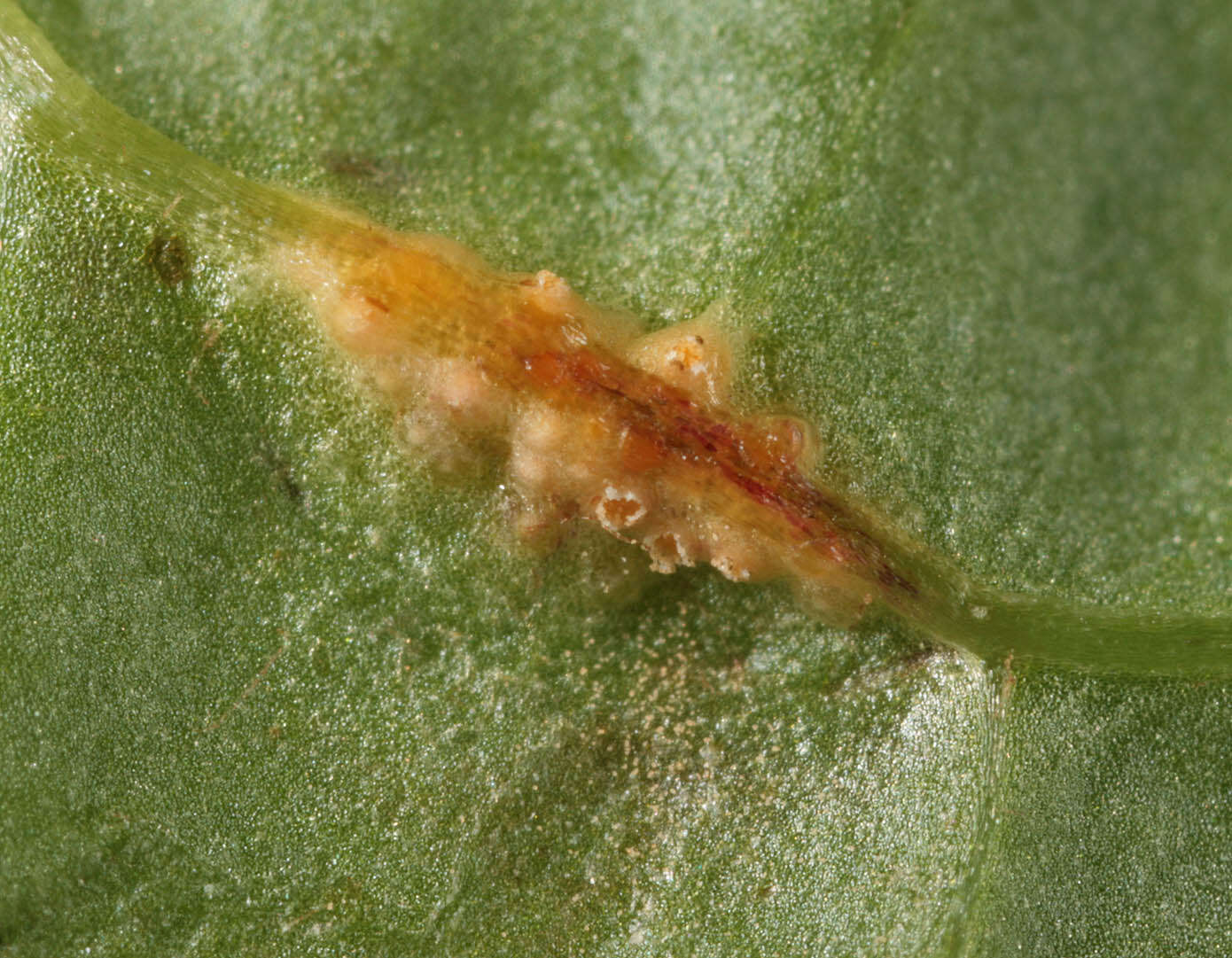 Puccinia major Dietel 1894的圖片