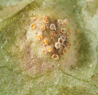 Puccinia major Dietel 1894的圖片