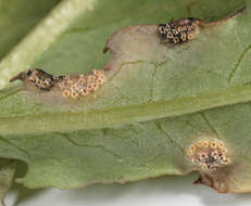 Puccinia major Dietel 1894的圖片