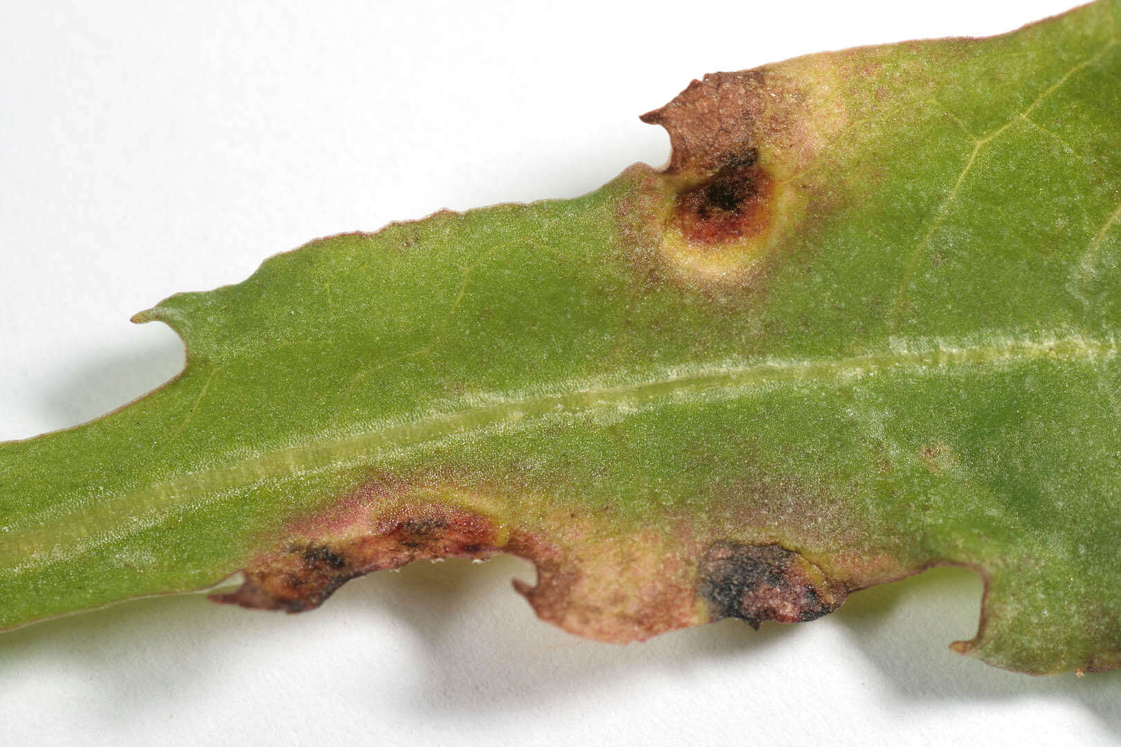 Puccinia major Dietel 1894的圖片