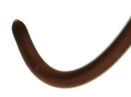 Image of horsehair worms
