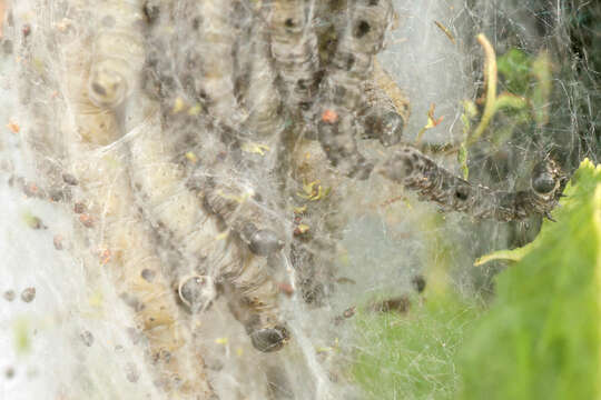 Image of Bird-cherry Ermine