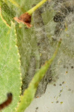 Image of Bird-cherry Ermine