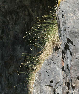 Image of blue moor grass