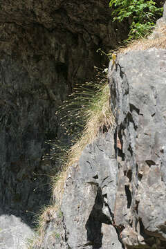 Image of blue moor grass