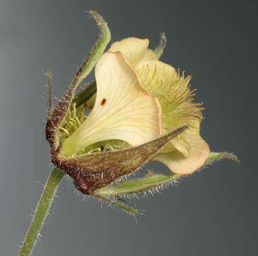 Image of Geum rivale × Geum urbanum