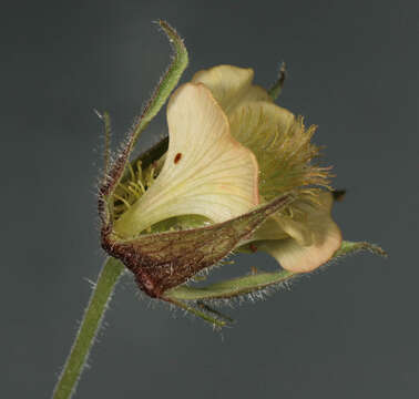 Image of Geum rivale × Geum urbanum