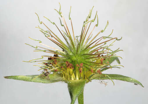 Image of Geum rivale × Geum urbanum