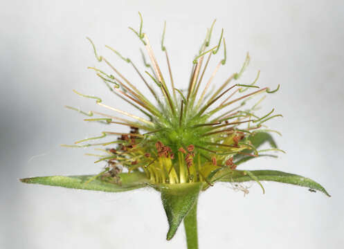 Image of Geum rivale × Geum urbanum