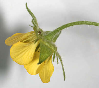 Image of Geum rivale × Geum urbanum