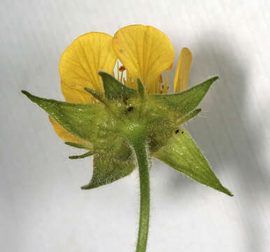 Image of Geum rivale × Geum urbanum