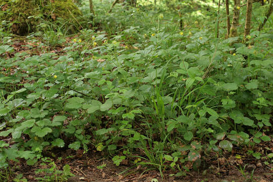 Image of Geum rivale × Geum urbanum