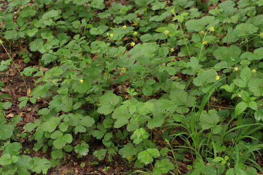 Image of Geum rivale × Geum urbanum