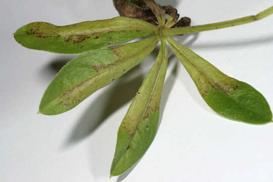 Image of Peronospora calotheca