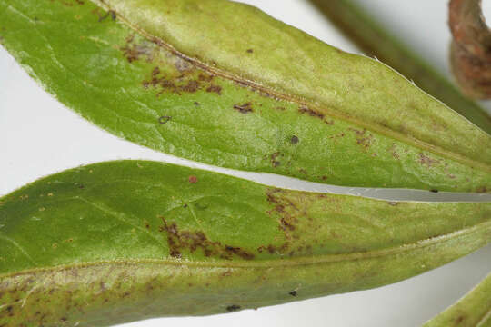 Image of Peronospora calotheca