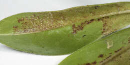Image of Peronospora calotheca