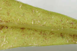 Image of Peronospora calotheca