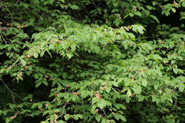 Image of Wych elm