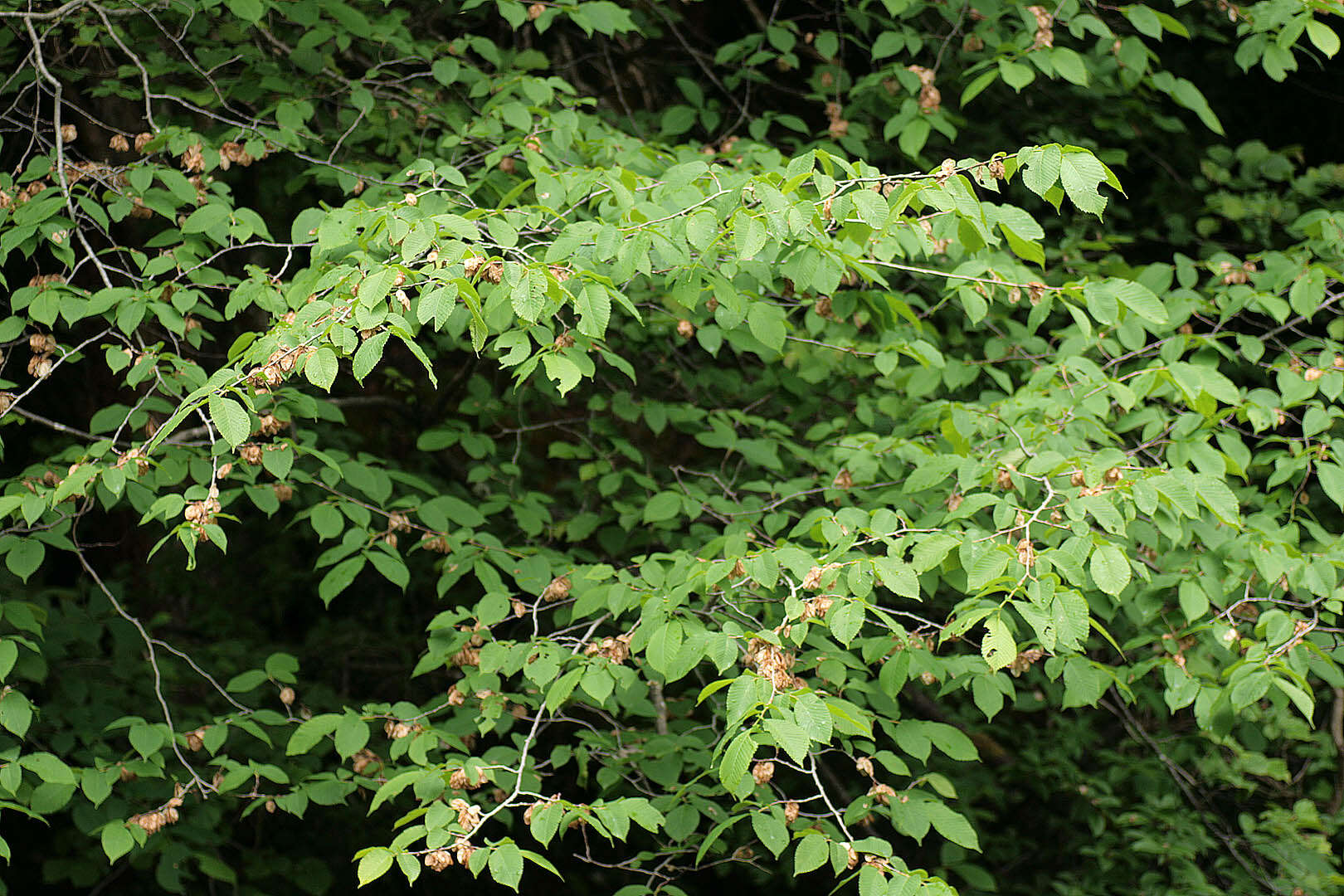 Image of Wych elm