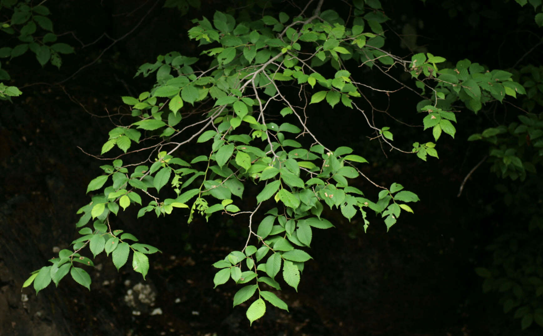 Image of Wych elm