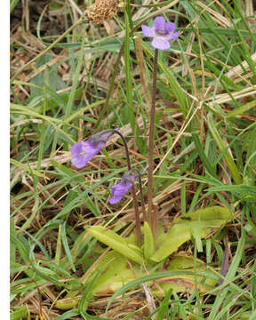 Image of Common butterwort