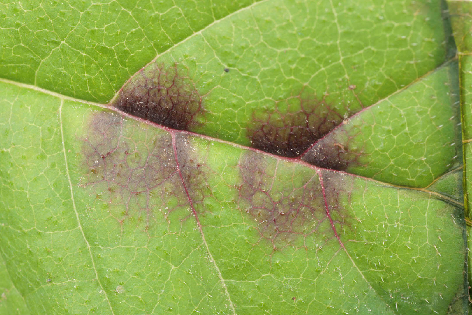 Image of Dasineura fraxinea (Kieffer 1907)