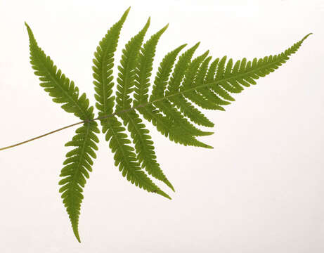 Image of Beech Fern