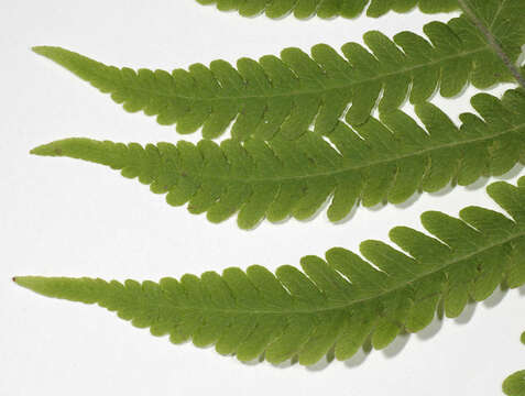 Image of Beech Fern