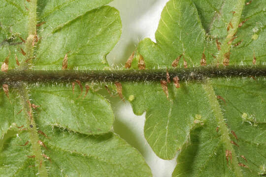 Image of Beech Fern