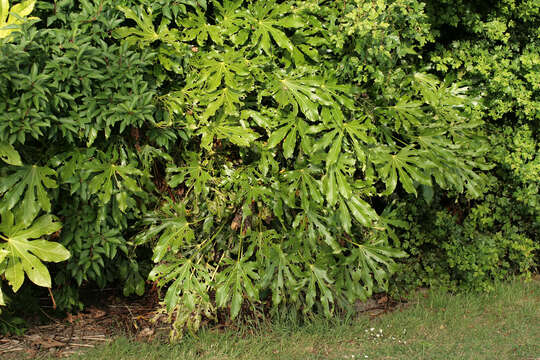 Image of fatsia