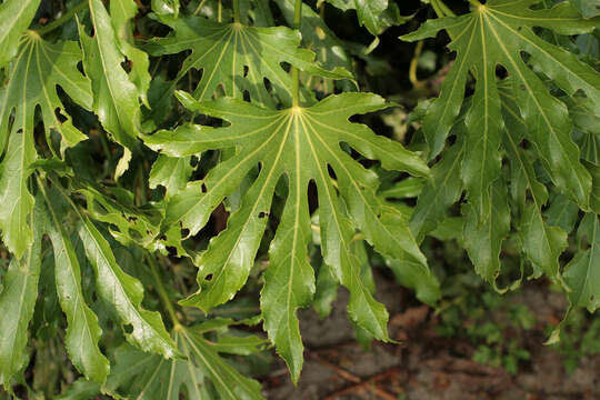 Image of fatsia