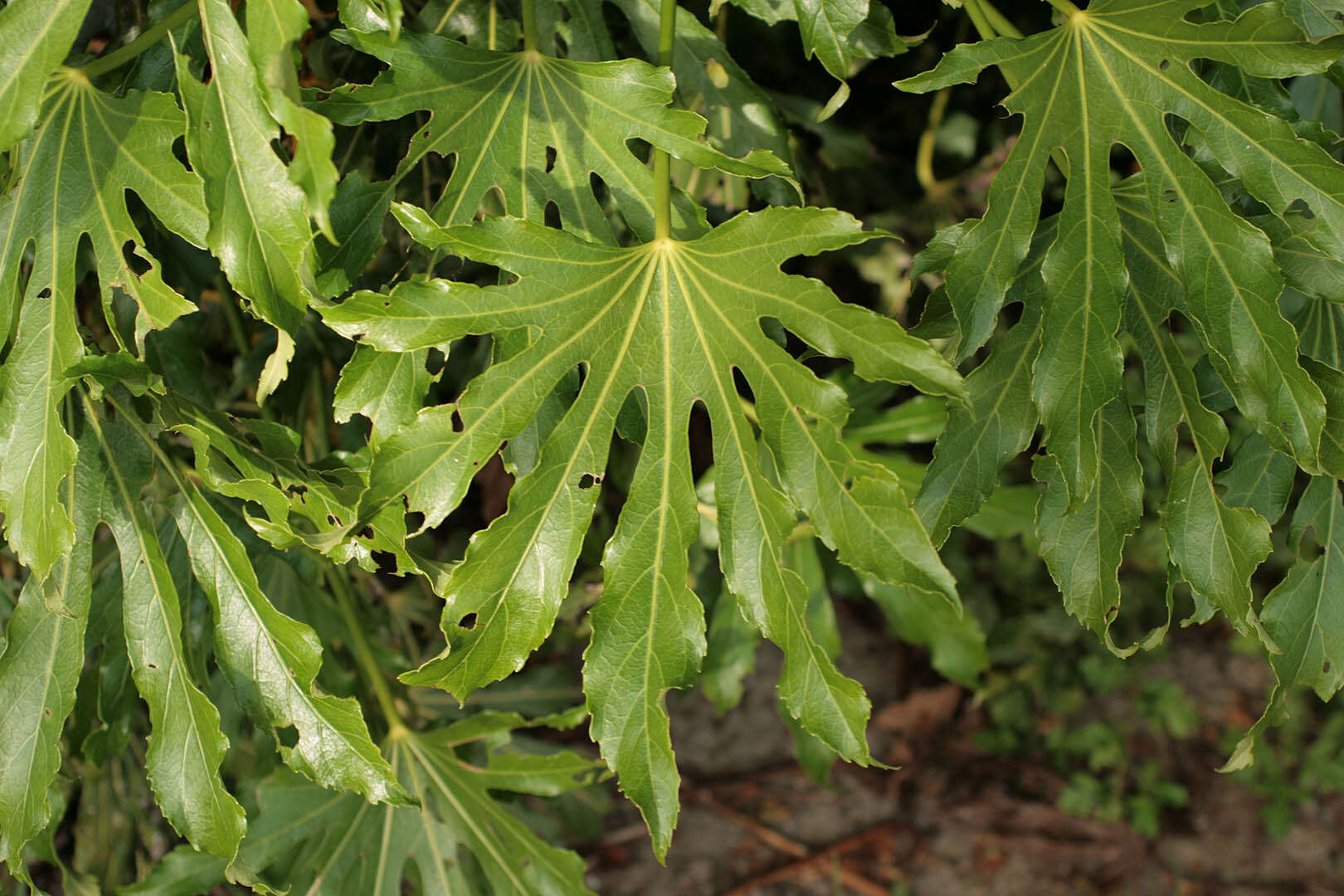 صورة Fatsia