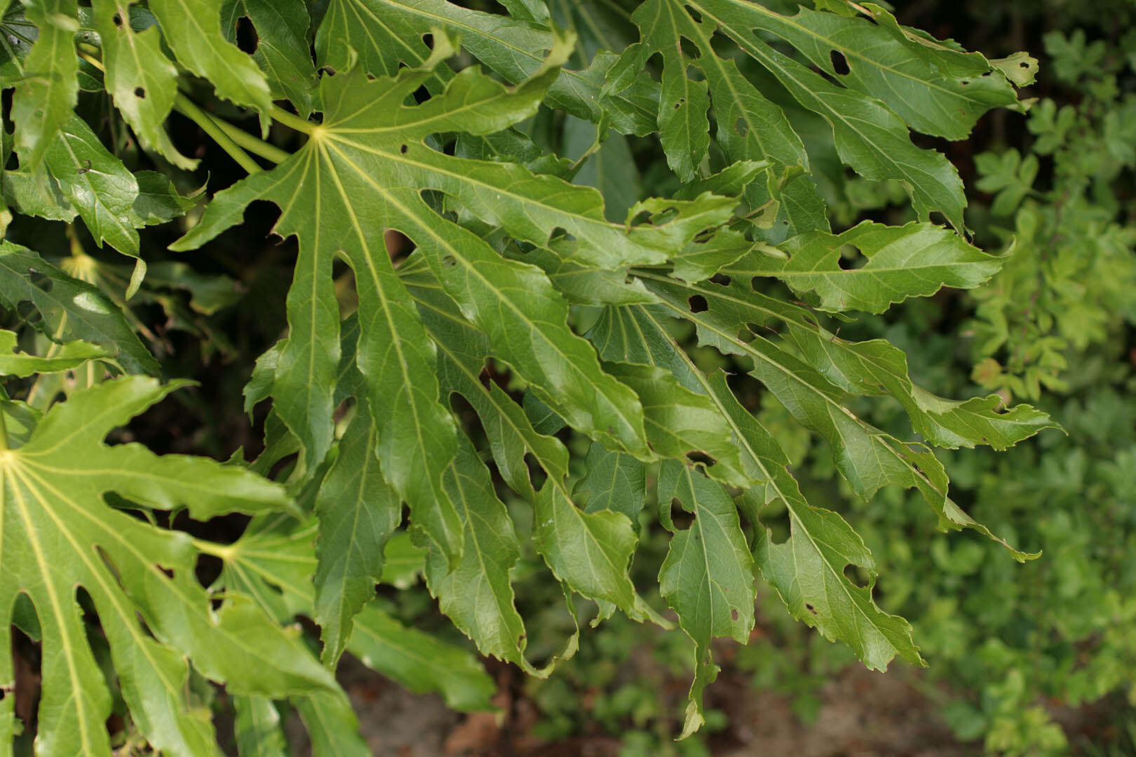 صورة Fatsia