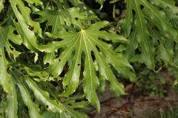 صورة Fatsia