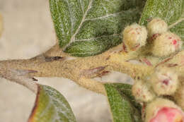 صورة Cotoneaster sternianus (Turrill) Boom